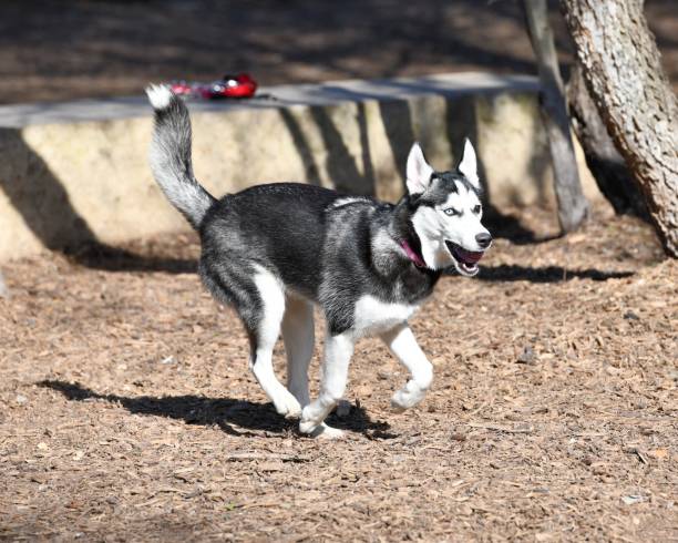 istock Husky Puppy Playing in the Park 989942448