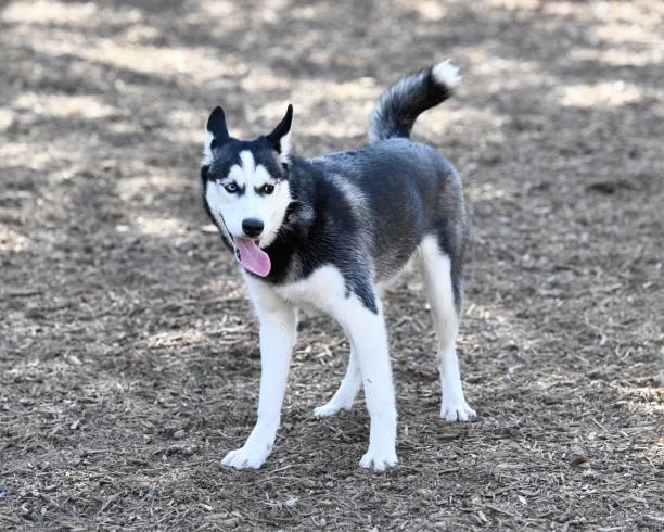 istock Husky Puppy Playing in the Park 989944692