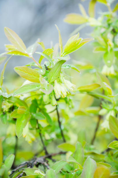 istock Blooming honeysuckle bush in the garden 989944834