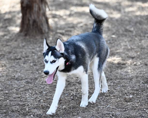 istock Husky Puppy Playing in the Park 989944970