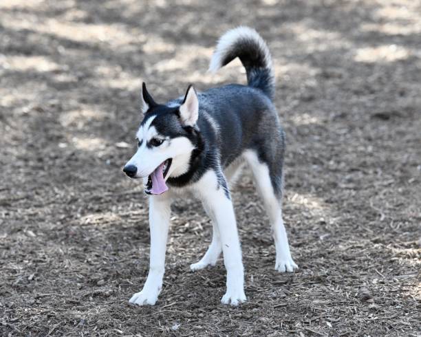 istock Husky Puppy Playing in the Park 989944990