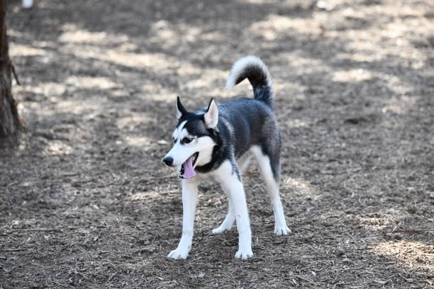 istock Husky Puppy Playing in the Park 989945080