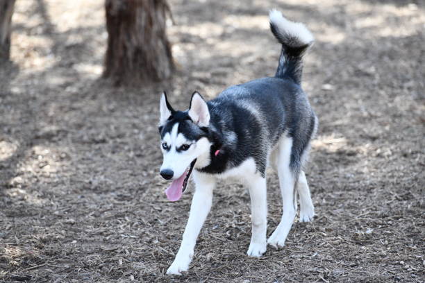 istock Husky Puppy Playing in the Park 989945212