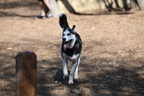 istock Husky Puppy Playing in the Park 989945440