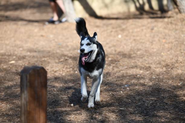 istock Husky Puppy Playing in the Park 989945622