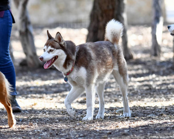 istock Husky Puppy Playing in the Park 989946104