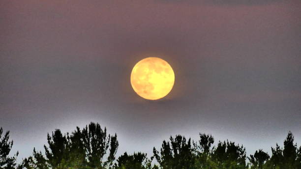 istock Full moon above the fir trees in a pink sky 989946688