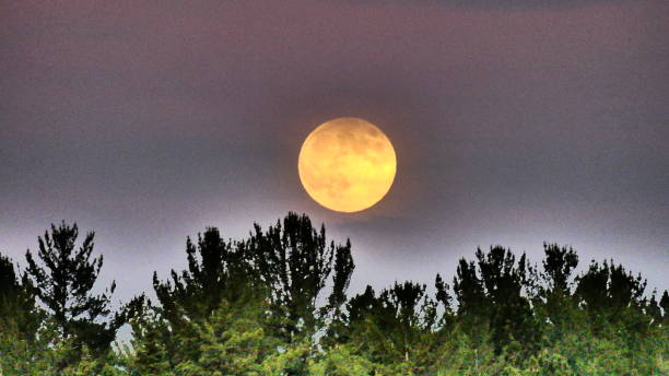 istock Full moon above the fir trees in a pink sky 989946728