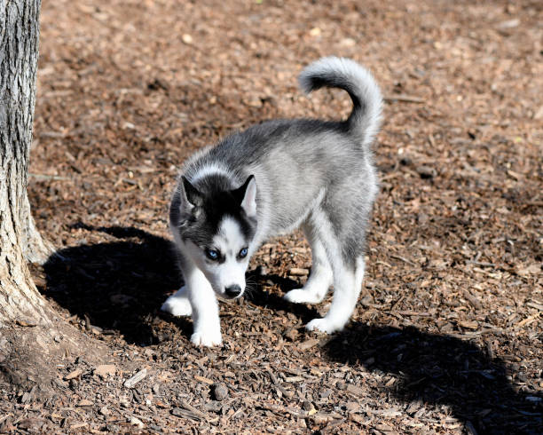 istock Baby Husky Puppy Playing in the Park 989949062