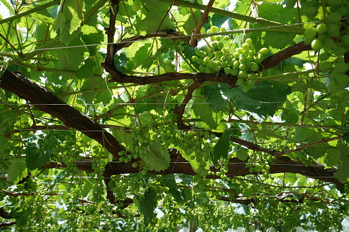 Grapes hanging from Grape Trellis early in the summer
