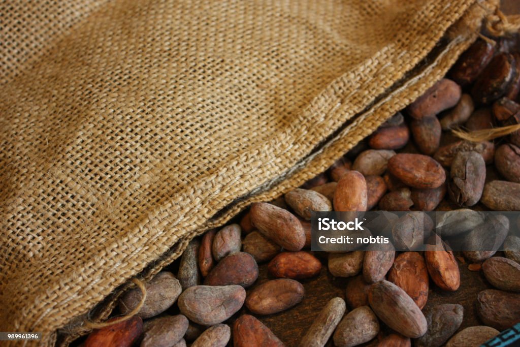 Roasted cocoa beans Cacao Tree Stock Photo