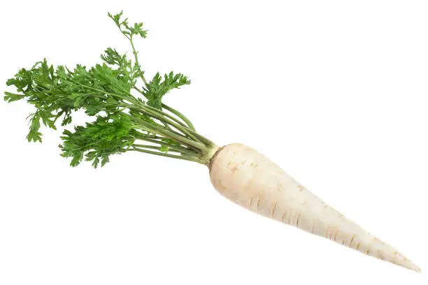 Photo of Parsnip root with leaf