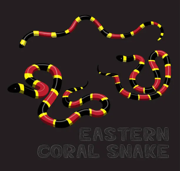 Vector illustration of Snake Eastern Coral Cartoon Vector Illustration