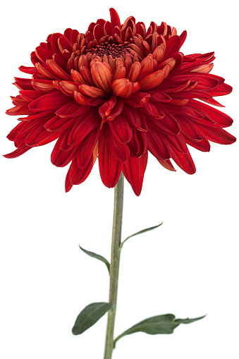 Red chrysanthemum flower closeup isolated on white background