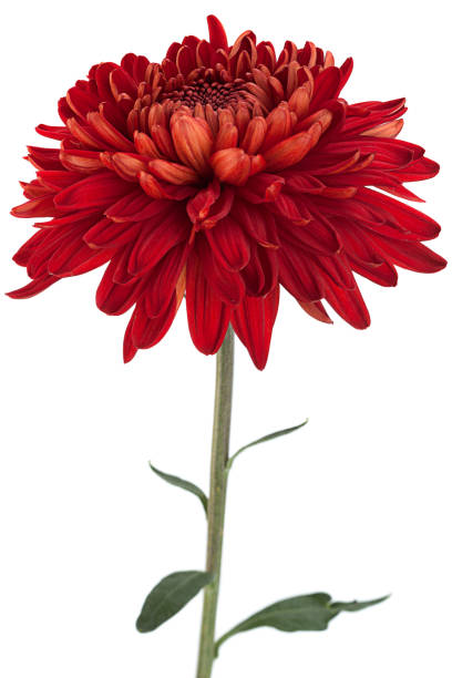 Red chrysanthemum flower head stock photo