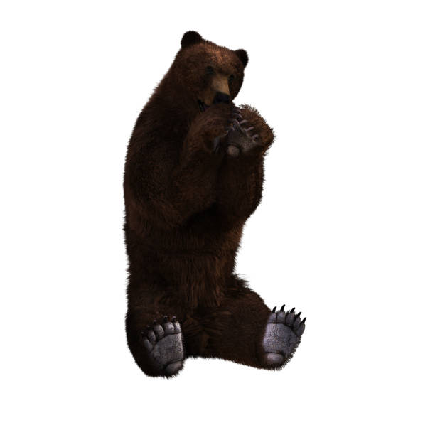 istock Adult Brown Bear isolated on white, 3d render. 989981266
