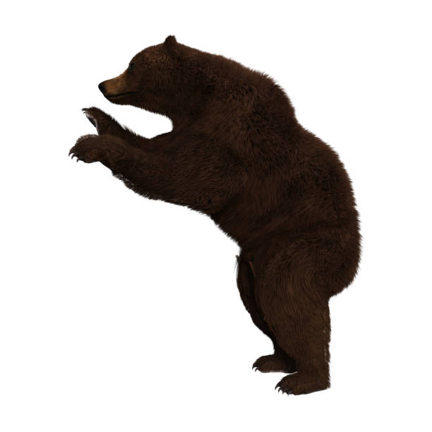 istock Adult Brown Bear isolated on white, 3d render. 989981768