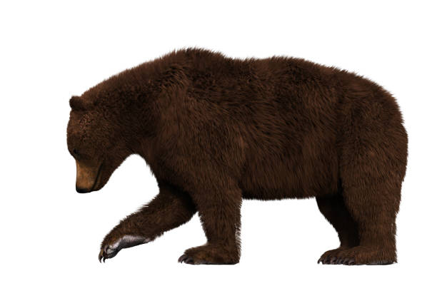 istock Adult Brown Bear isolated on white, 3d render. 989981780