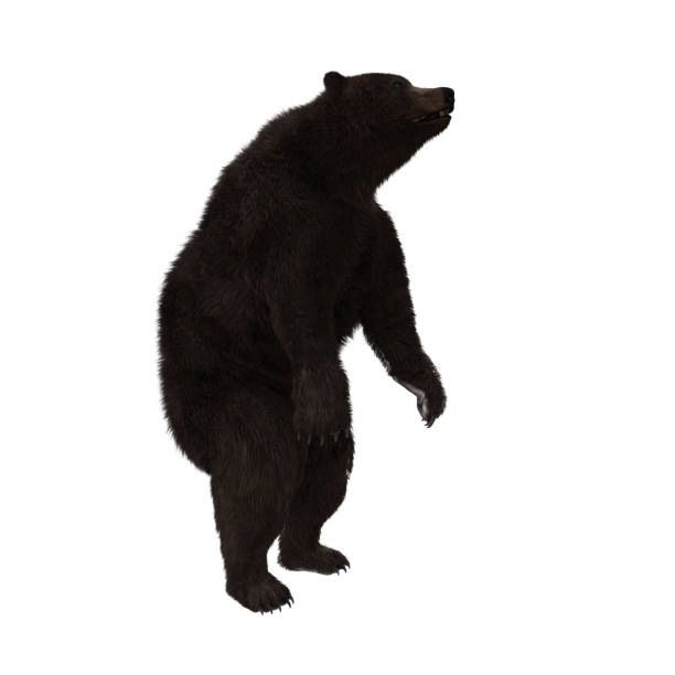 istock Adult Brown Bear isolated on white, 3d render. 989981804