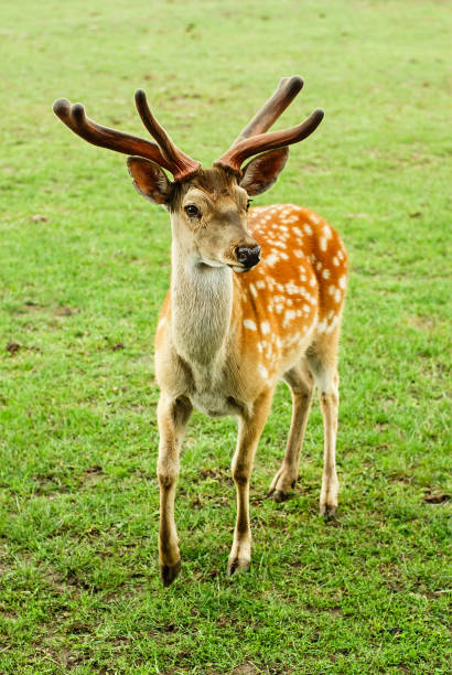 istock Sika deerof green grass. 989983998