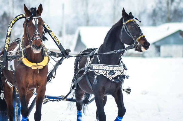 istock Traditional Russian Troika in winter 989984740