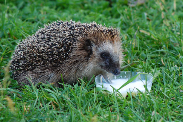 istock Hedgehog on the grass with milk 989984806