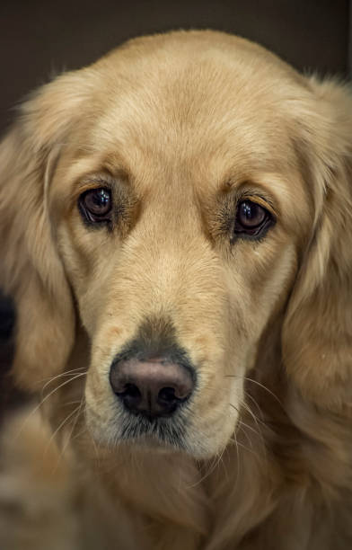 istock close up of Labrador dog. 990012476