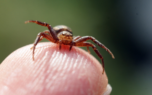 close up of little brown crab Spider Thomisidae sitting on Finger