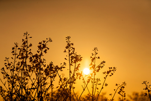 closeup of rapeseed in sunrise