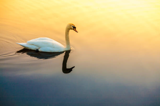 istock white swam in lake a sunrise 990024696