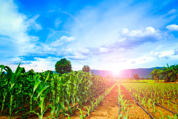 istock Organic corn or maize in cornfield on mountain and sky blue and cloud 990042760