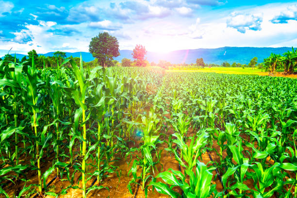 istock Organic corn or maize in cornfield on mountain and sky blue and cloud 990042794
