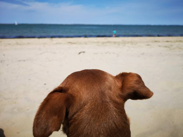 From the perspective of a dog