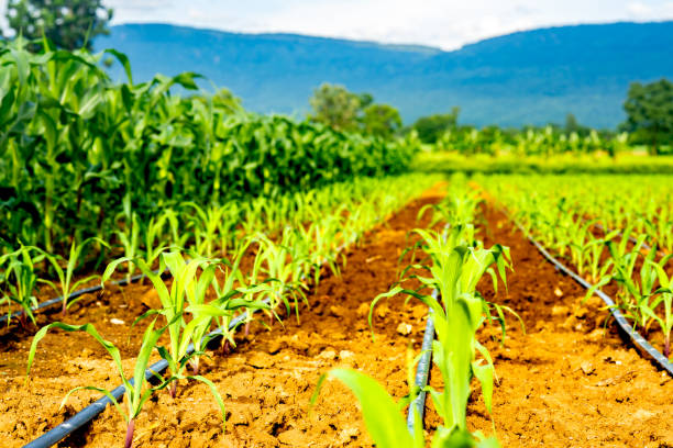 champ de maïs ou maïs agriculture agriculture sur countrysinde - corn crop irrigation equipment agriculture leaf photos et images de collection