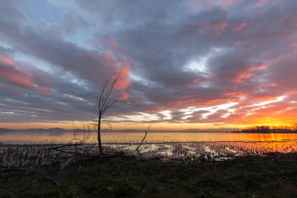 istock Moody lake shore at sunset, with sun light reflecting on water, and skeletal trees 990061466