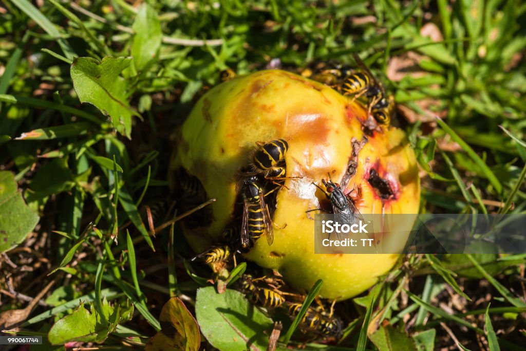 Wasps eating on a apple at the ground Animal Stock Photo