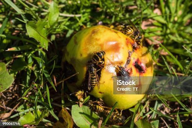 Wasps Eating On A Apple At The Ground Stock Photo - Download Image Now - Animal, Apple - Fruit, Apple Orchard