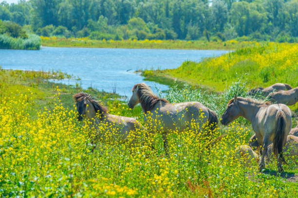 istock Horses in a meadow with wild flowers below a blue sky in summer 990061932