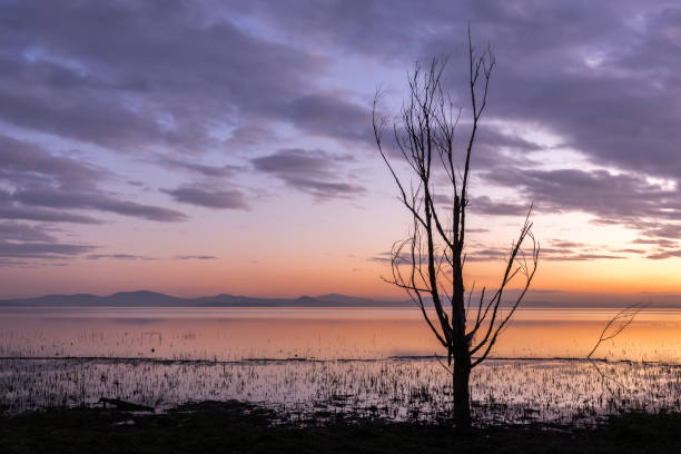 istock Moody lake shore at sunset, with sun light reflecting on water, and skeletal trees 990062332