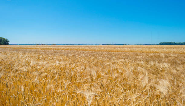 istock Wheat in a field in sunlight below a blue sky in summer 990062538