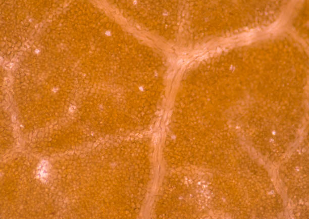 istock Close up on plant cells background. 990069968