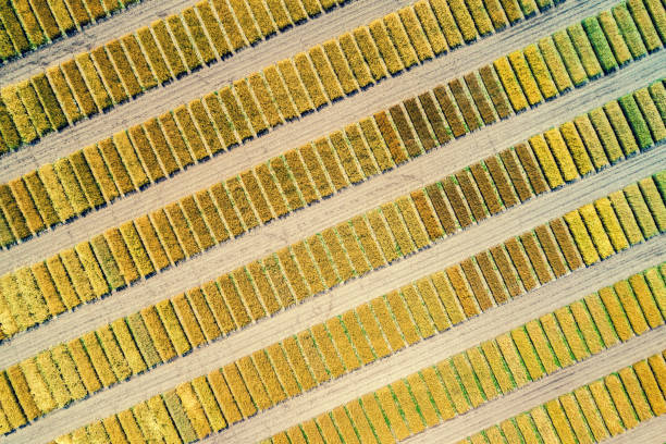 istock Aerial view of geometric wheat fields. Abstract natural background 990071136