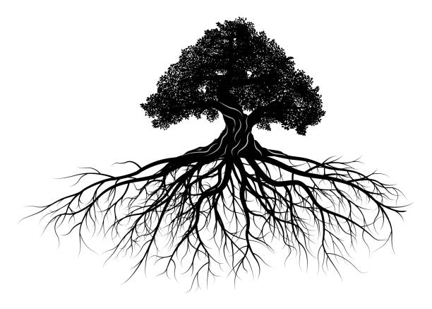 ilustraciones, imágenes clip art, dibujos animados e iconos de stock de silueta de árbol  - raíz