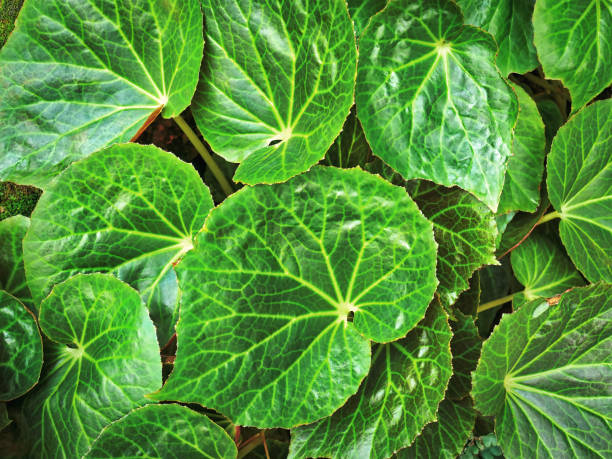 istock Full Frame Background of Green Leaves Texture 990097306