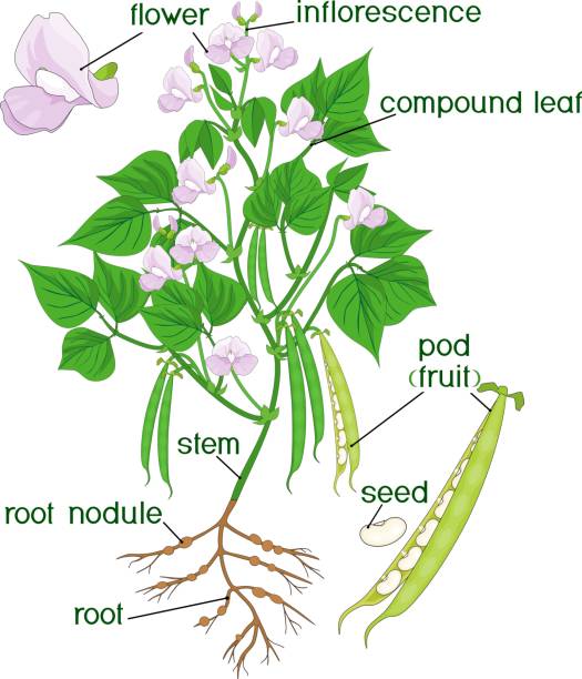 ilustraciones, imágenes clip art, dibujos animados e iconos de stock de partes de la planta. - green bean isolated food white background