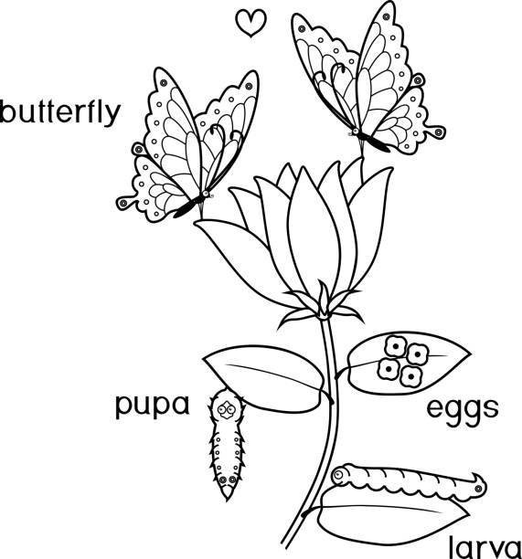 착 색 페이지입니다. 제목 꽃에 나비의 라이프 사이클 - 생애주기 일러스트 stock illustrations