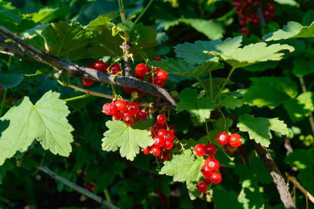 istock Ripe red currants on a bush. Summer garden berries. Sunny day. 990105812