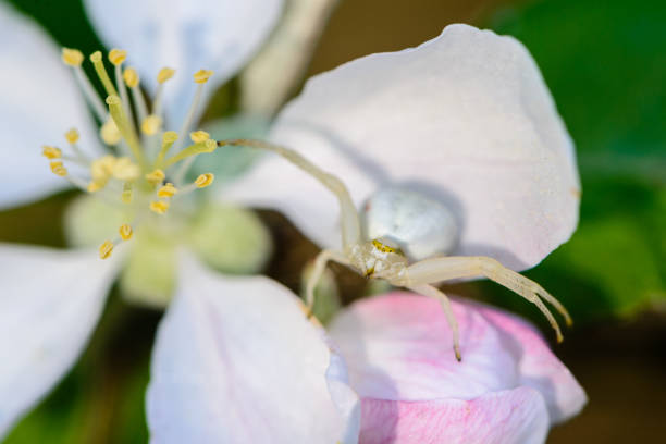 The female spider catches prey on the petals of the apple tree flowers
