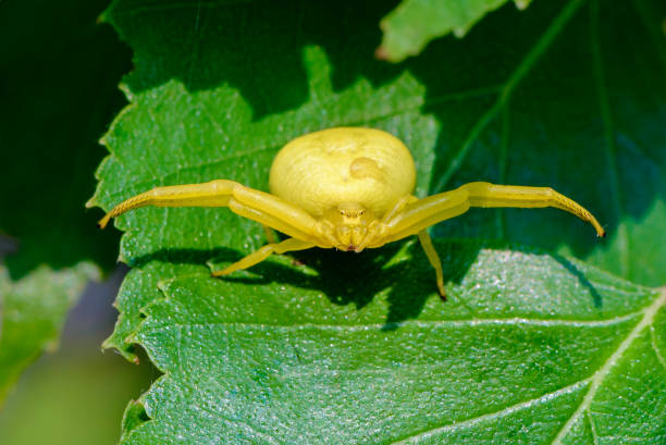 istock Large yellow female spider misumena vati 990111348