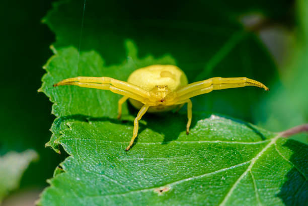 istock Large yellow female spider misumena vati 990111386
